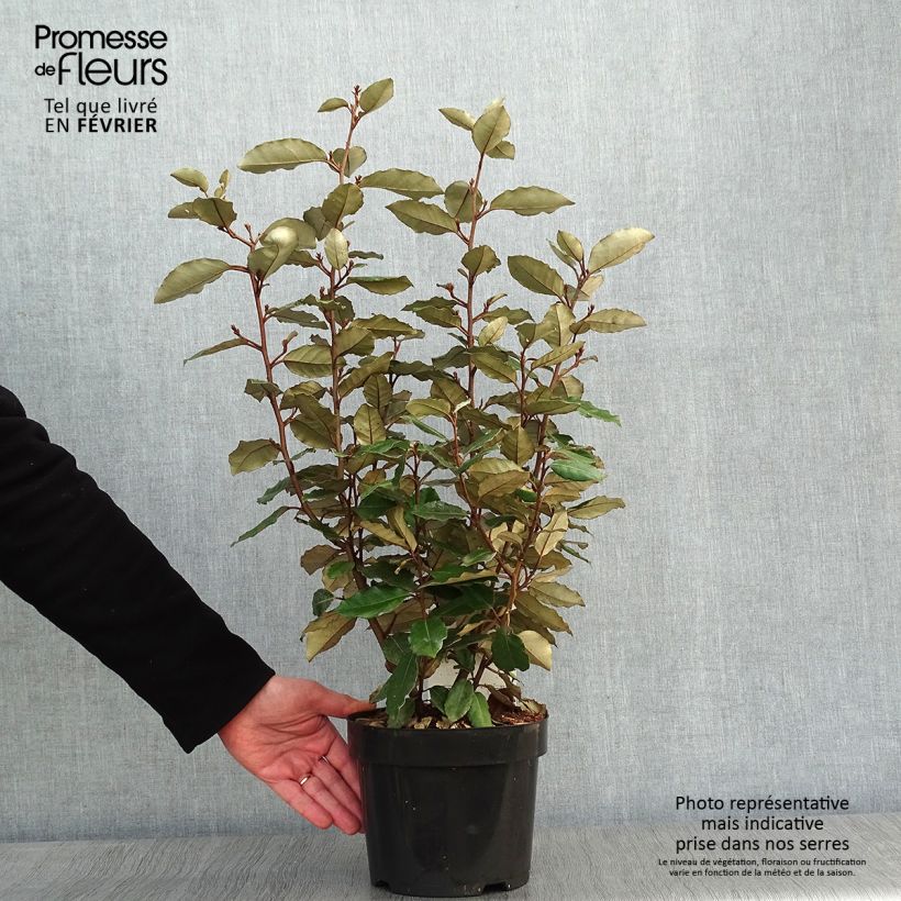 Exemplar von Elaeagnus ebbingei Compacta - Chalef en pot de 2/3L wie im Winter geliefert