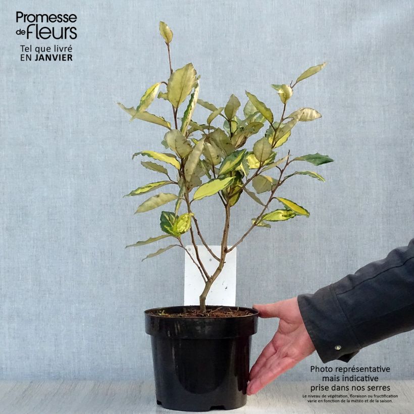 Exemplar von Elaeagnus ebbingei Eleador - Chalef en pot de 3/4L wie im Winter geliefert