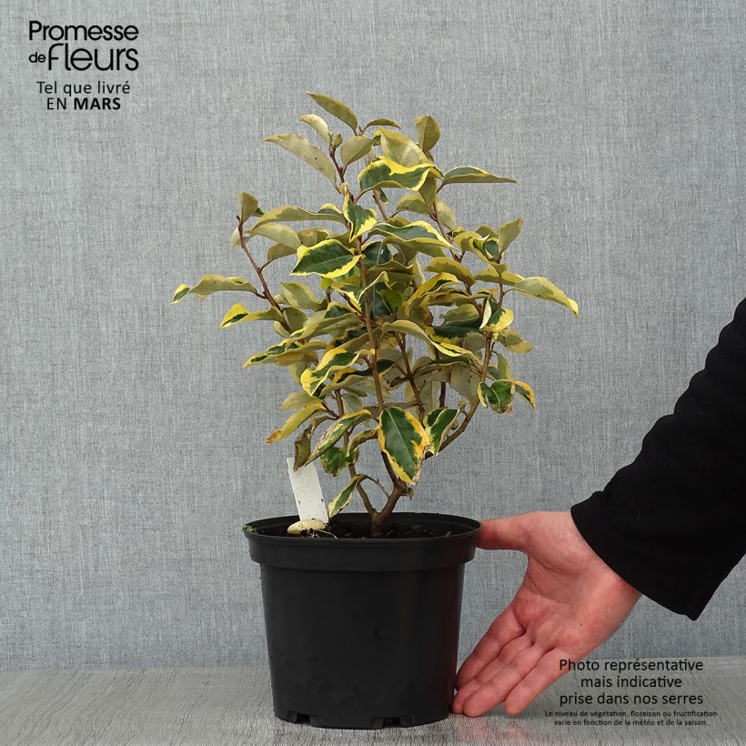 Exemplar von Elaeagnus ebbingei Gilt Edge - Chalef en pot de 2L/3L wie im Winter geliefert