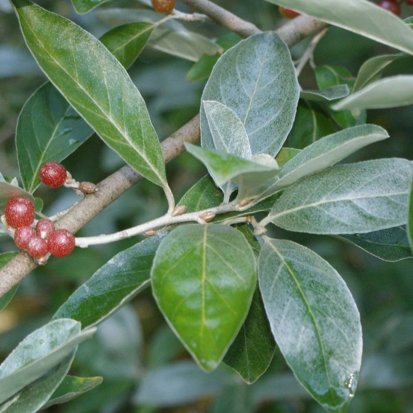 Vielblumige Ölweide - Elaeagnus multiflora (Laub)