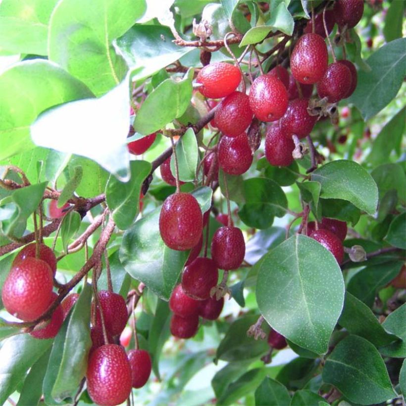 Vielblumige Ölweide - Elaeagnus multiflora (Ernte)