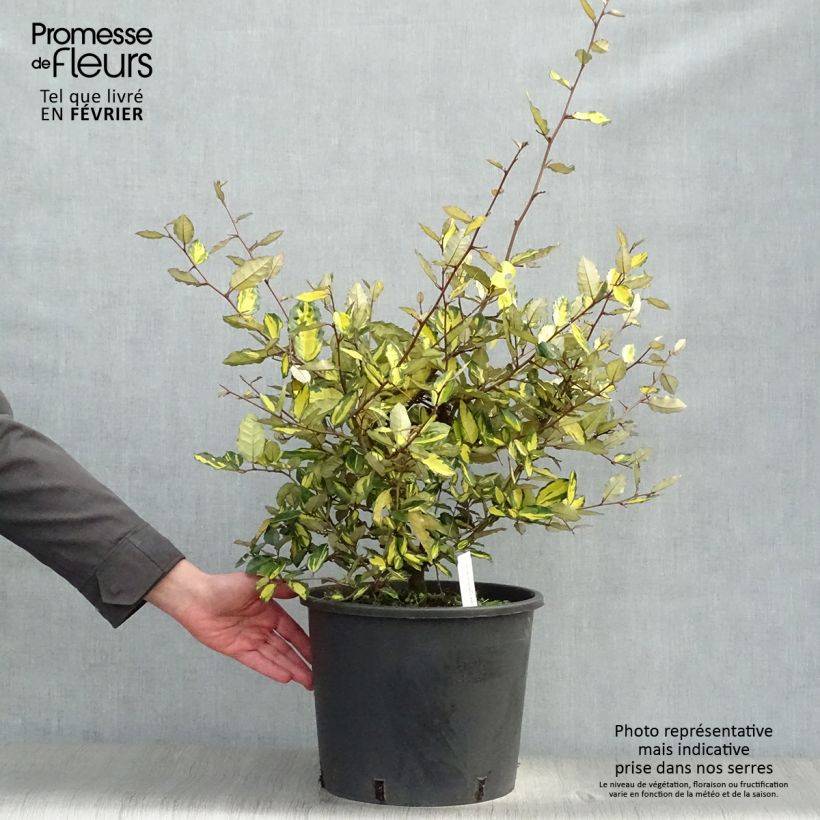 Exemplar von Elaeagnus pungens Maculata 80/100cm en pot de 12L - Chalef panaché wie im Winter geliefert