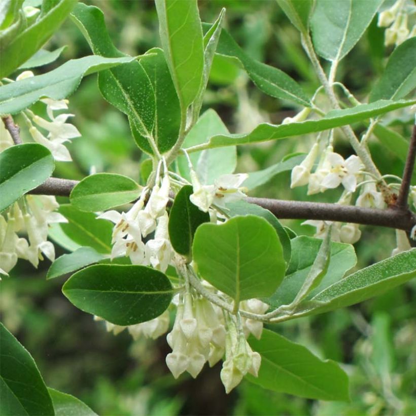 Korallen-Ölweide - Elaeagnus umbellata (Laub)