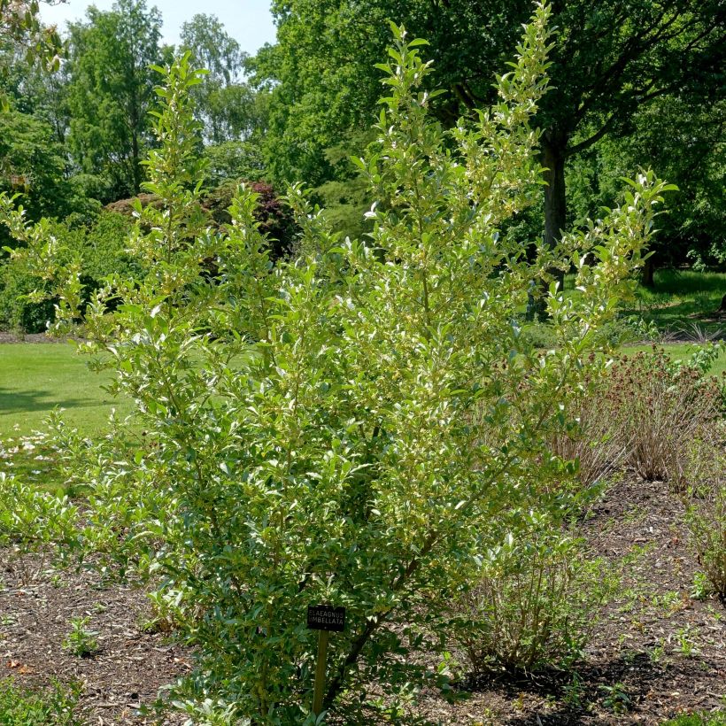 Korallen-Ölweide - Elaeagnus umbellata (Hafen)