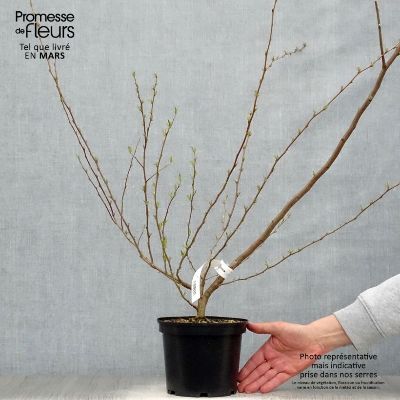 Exemplar von Elaeagnus umbellata Amoroso - Goumi du Japon Pot de 2L/3L wie im Frühjahr geliefert