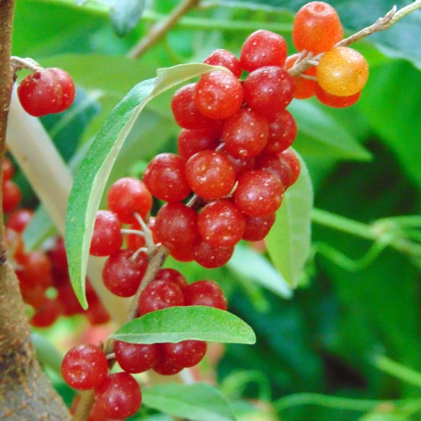 Korallen-Ölweide Pointilla Amoroso - Elaeagnus umbellata (Ernte)