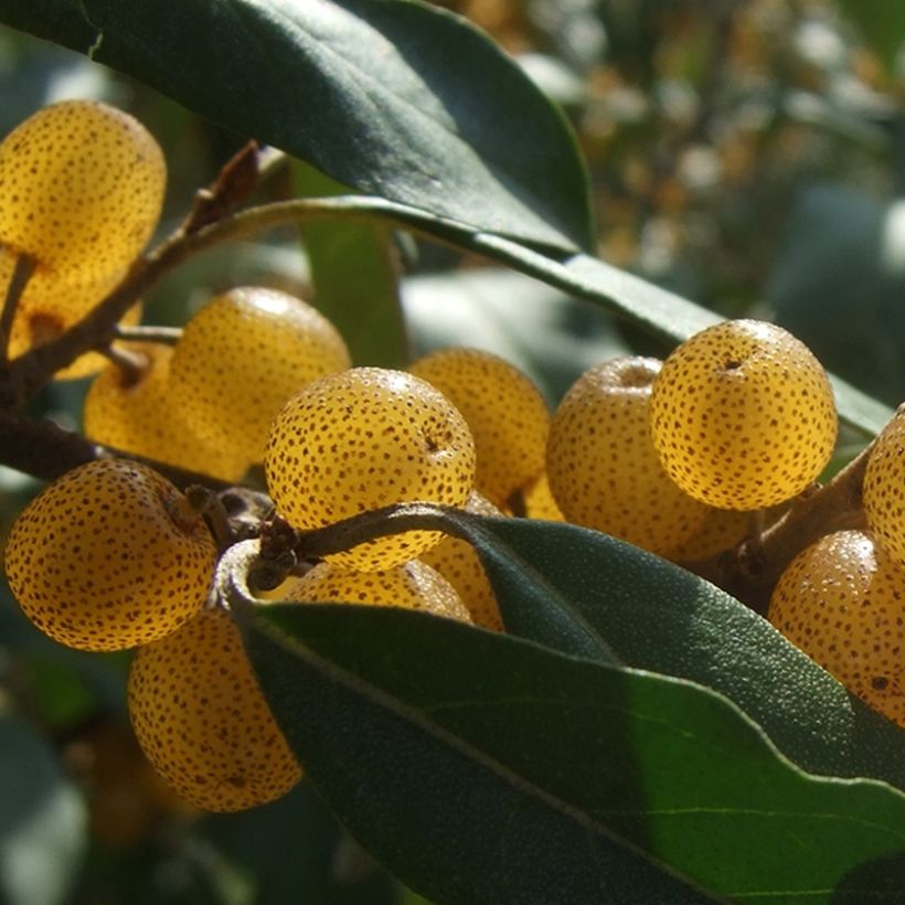 Korallen-Ölweide Fortunella - Elaeagnus umbellata (Ernte)