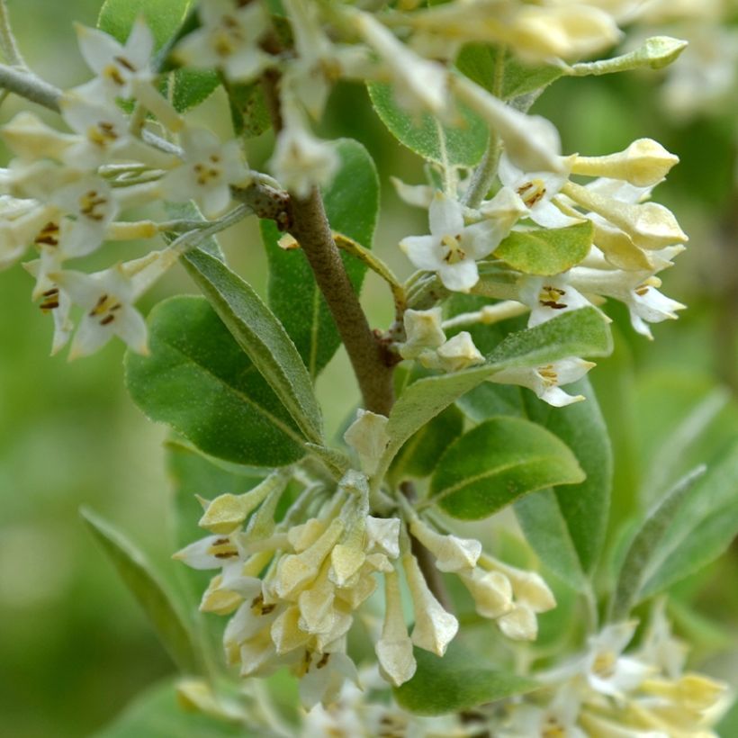 Korallen-Ölweide Fortunella - Elaeagnus umbellata (Blüte)