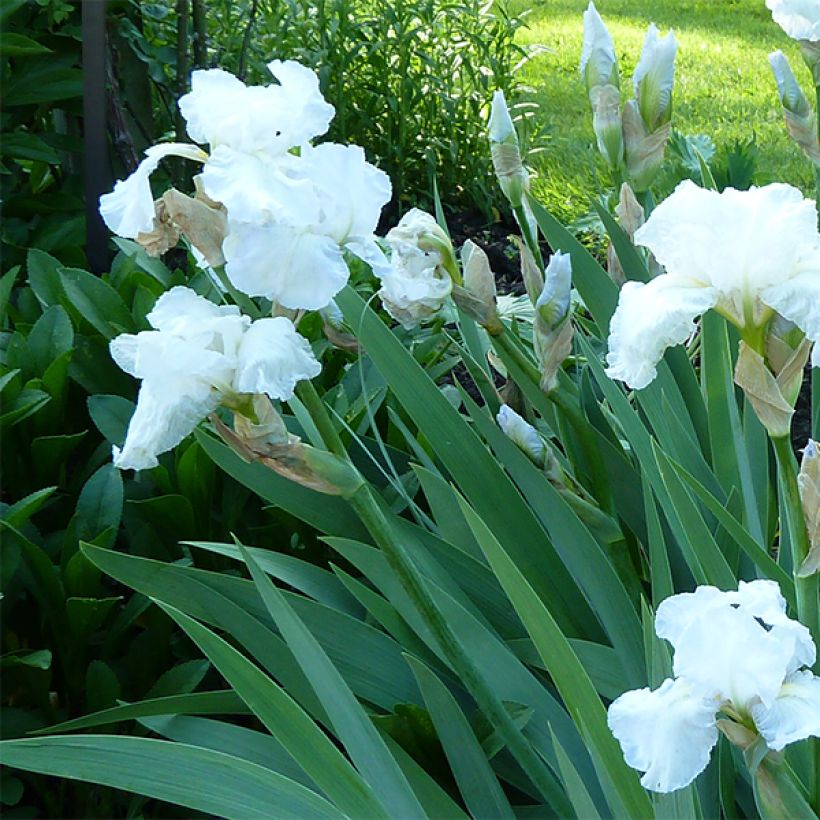 Iris Immortality - Schwertlilie (Blüte)