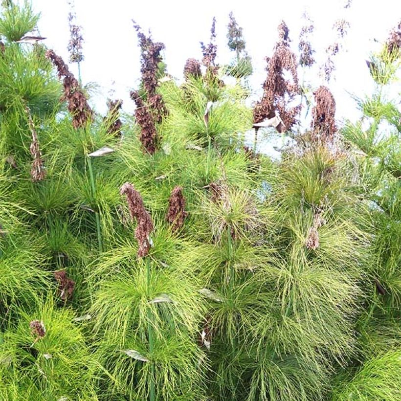 Elegia capensis - Fontänen-Binse (Blüte)