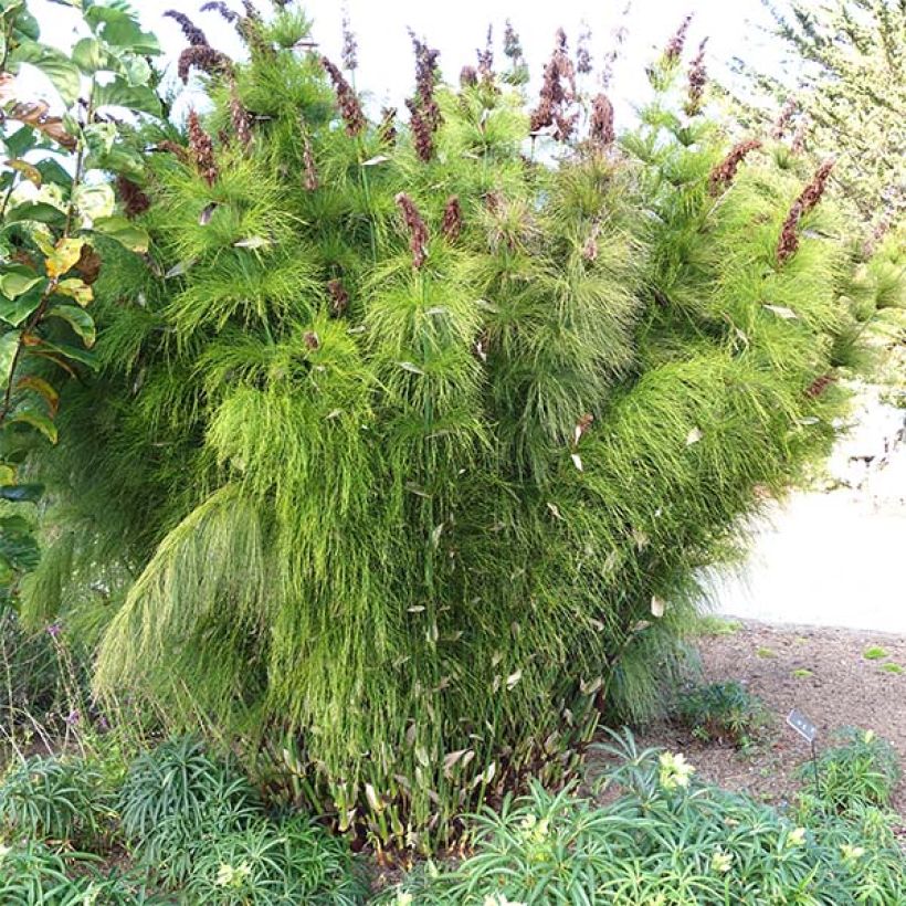 Elegia capensis - Fontänen-Binse (Hafen)