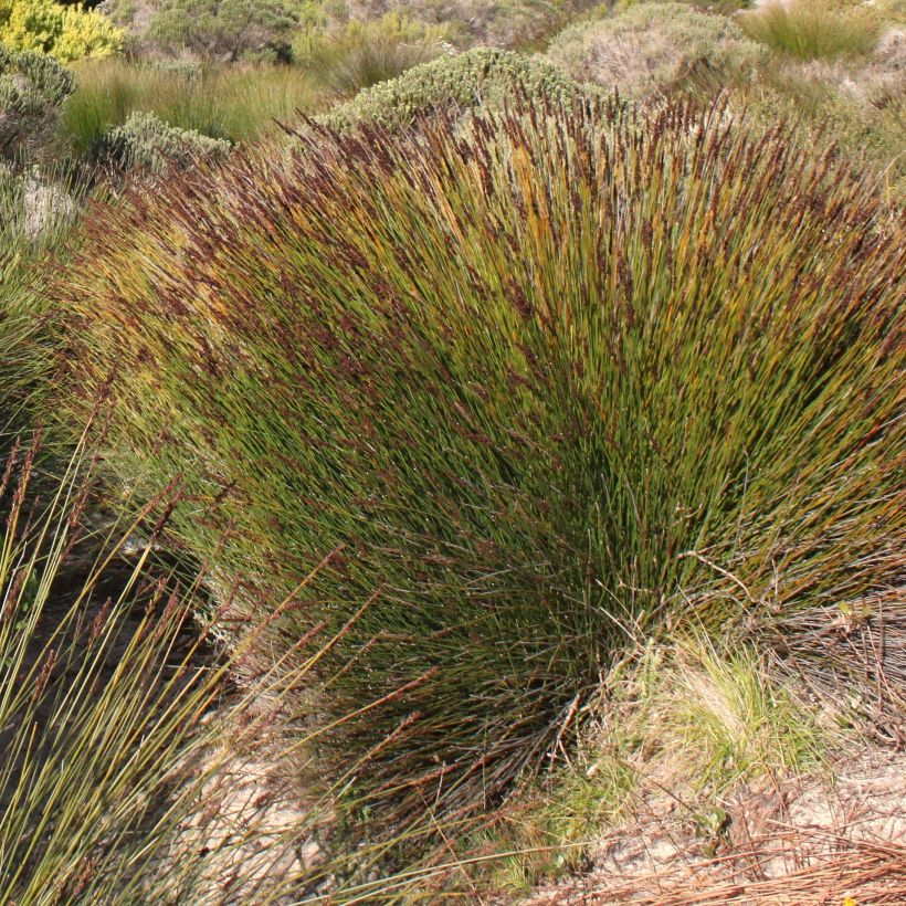 Elegia tectorum Fish Hoek (Hafen)