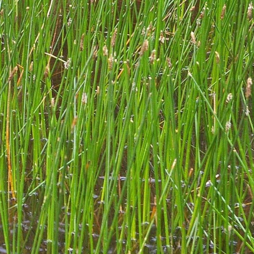 Eleocharis palustris - Gemeines Sumpfried (Laub)