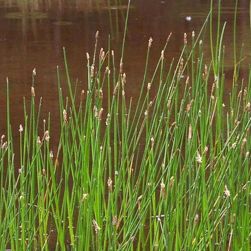 Eleocharis palustris - Gemeines Sumpfried (Blüte)