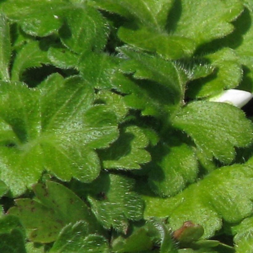 Ellisiophyllum pinnatum - Taiwanesische Schattenblume (Laub)