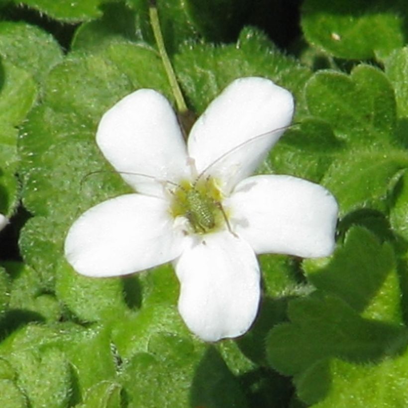 Ellisiophyllum pinnatum - Taiwanesische Schattenblume (Blüte)