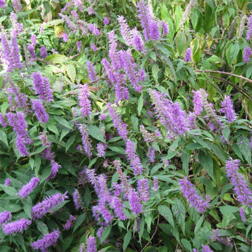 Elsholtzia stauntonii - Chinesischer Gewürzstrauch (Blüte)