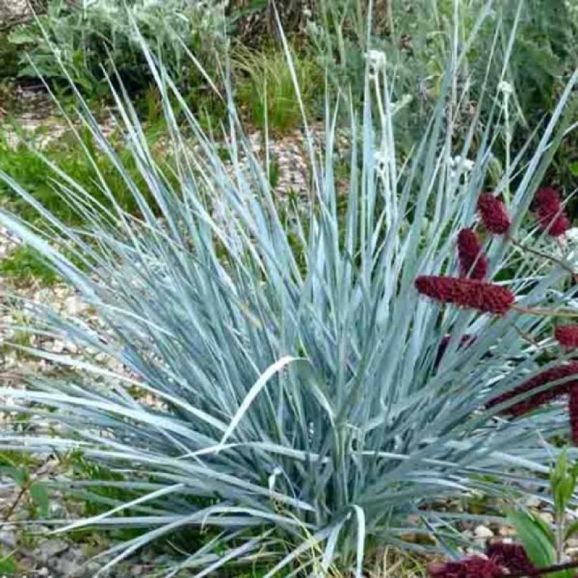 Elymus magellanicus - Magellan-Gras (Hafen)