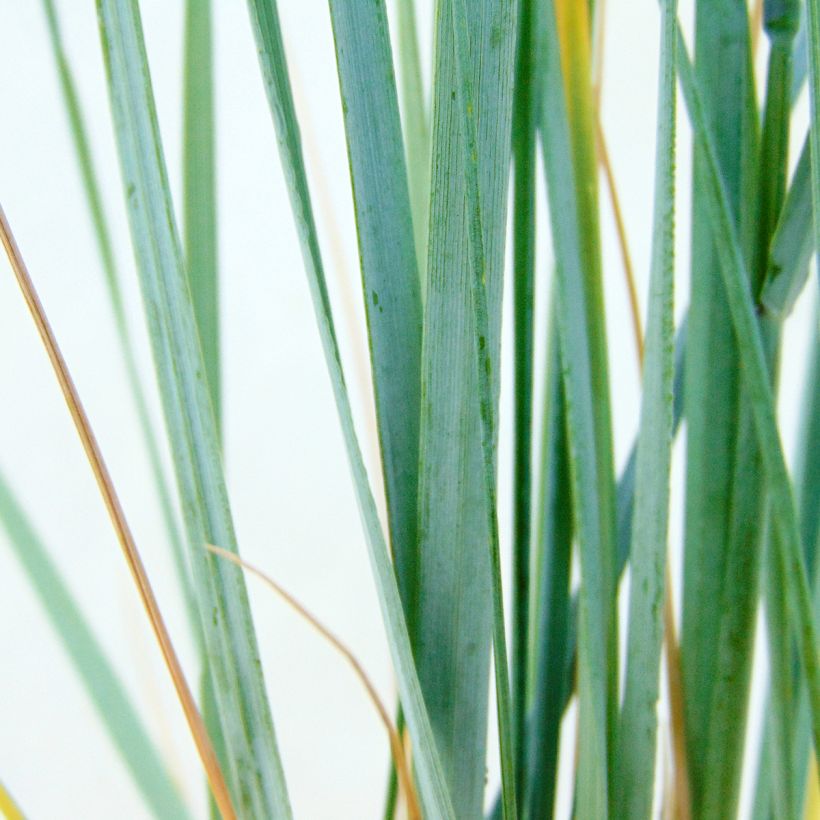 Elymus magellanicus - Magellan-Gras (Laub)