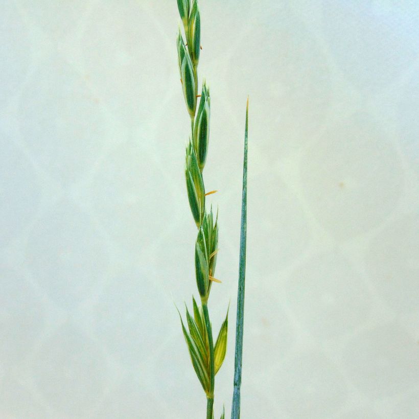 Elymus magellanicus - Magellan-Gras (Blüte)