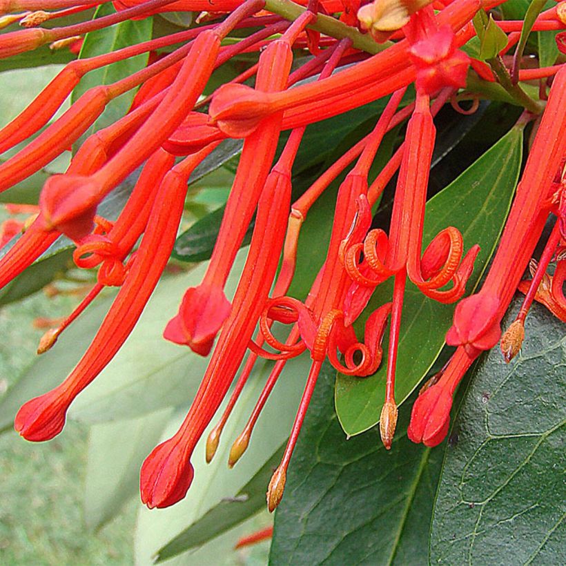 Embothrium coccineum - Chilenischer Feuerbusch (Blüte)