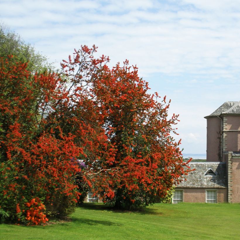 Embothrium coccineum - Chilenischer Feuerbusch (Hafen)