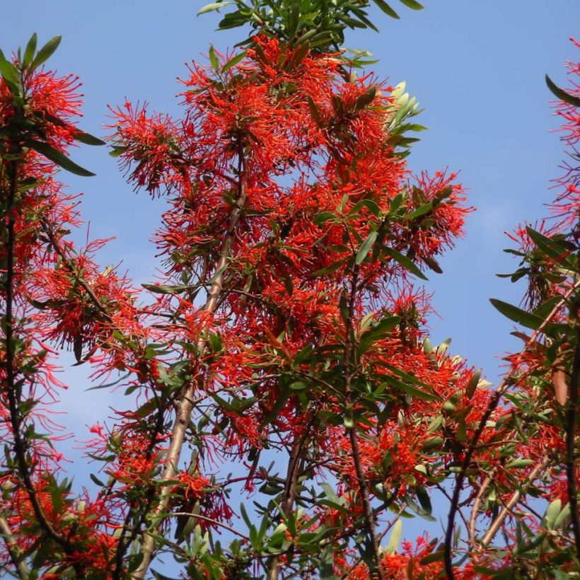 Embothrium coccineum var. lanceolatum - Chilenischer Feuerbusch (Hafen)