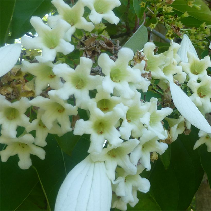 Emmenopterys henryi (Blüte)