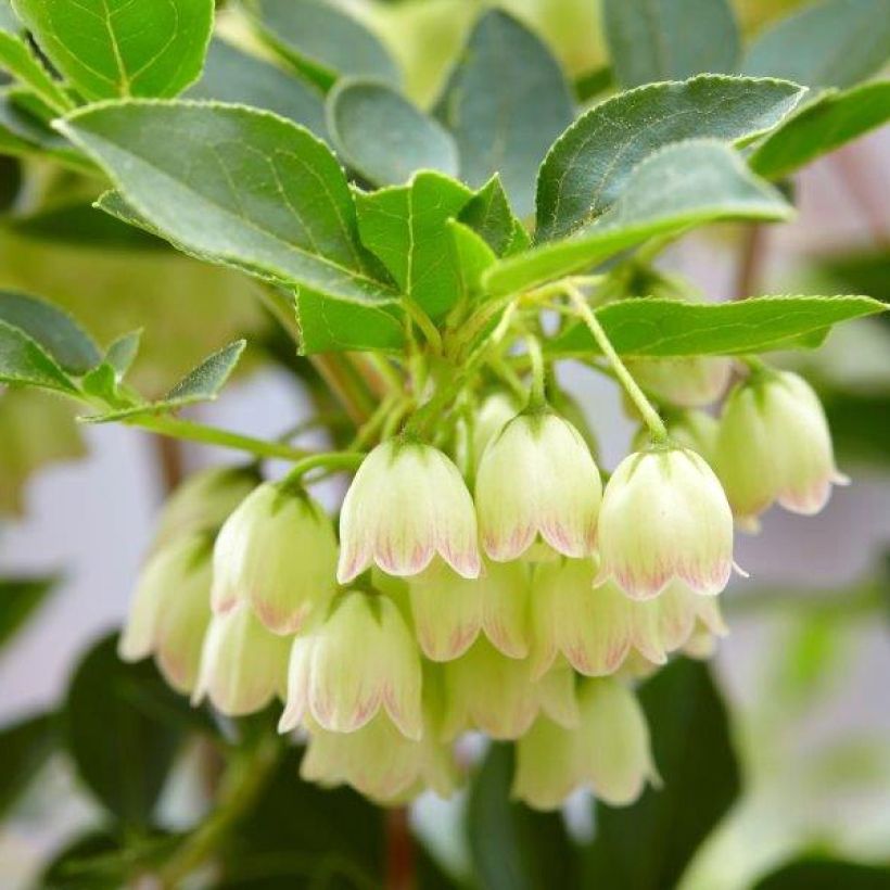 Enkianthus campanulatus Prettycoat - Prachtglocke (Blüte)