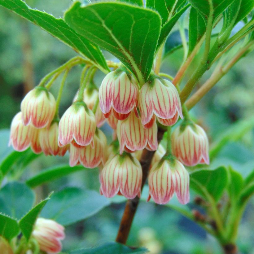 Enkianthus campanulatus - Prachtglocke (Blüte)