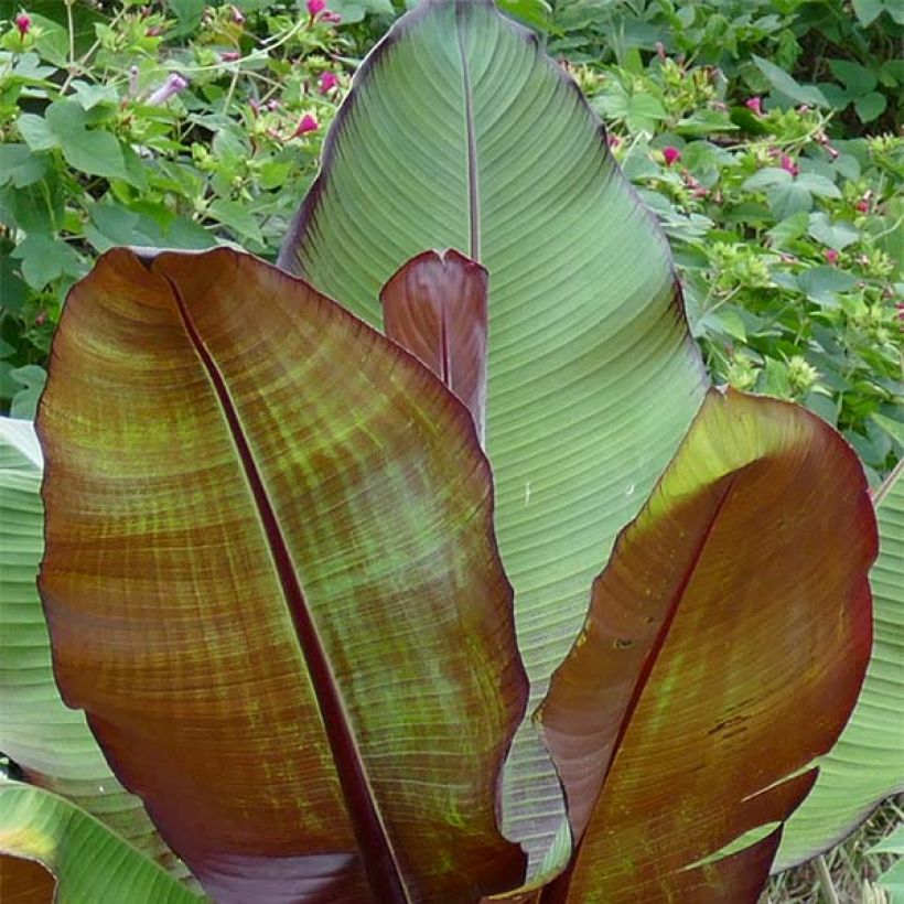 Ensete ventricosum Maurelii - Abessinische Banane (Laub)