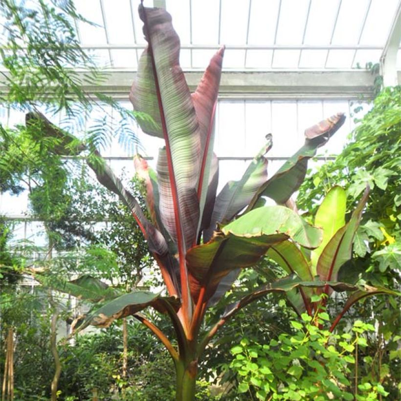 Ensete ventricosum Maurelii - Abessinische Banane (Hafen)