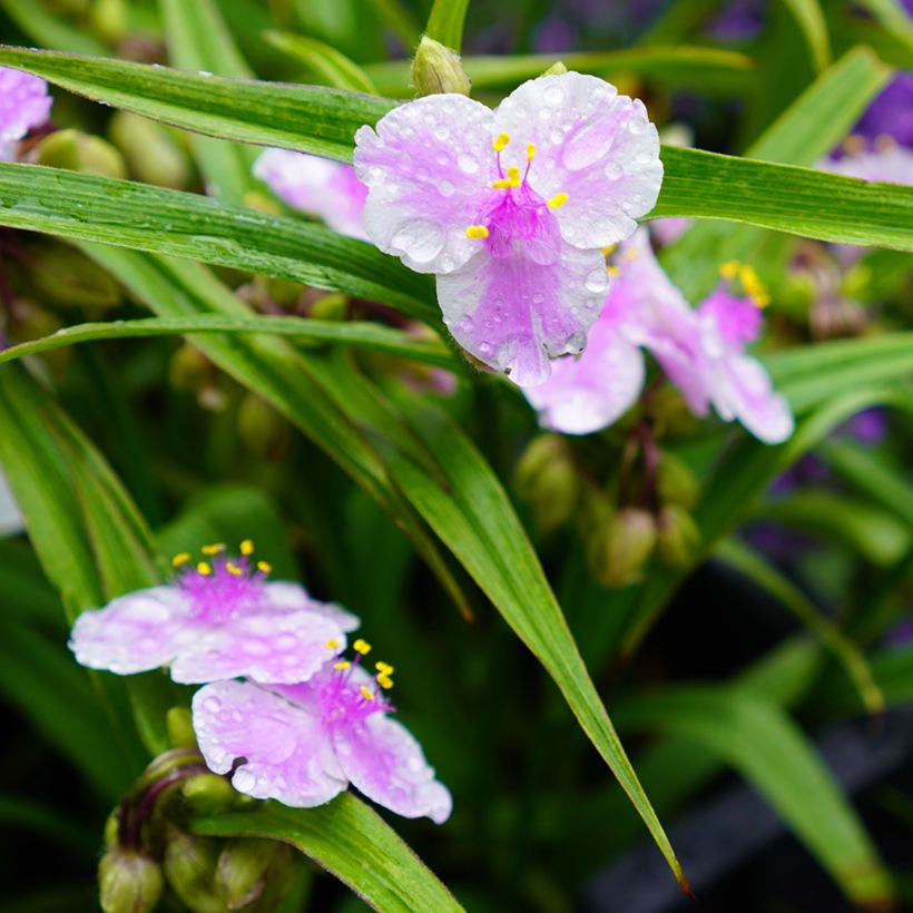 Tradescantia andersoniana Pink Chablis - Dreimasterblume (Blüte)