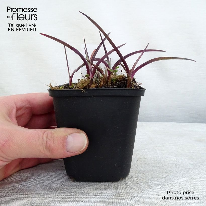 Exemplar von Ephémère de Virginie - Tradescantia andersonina Concord Grape Godet de 9cm wie im Winter geliefert