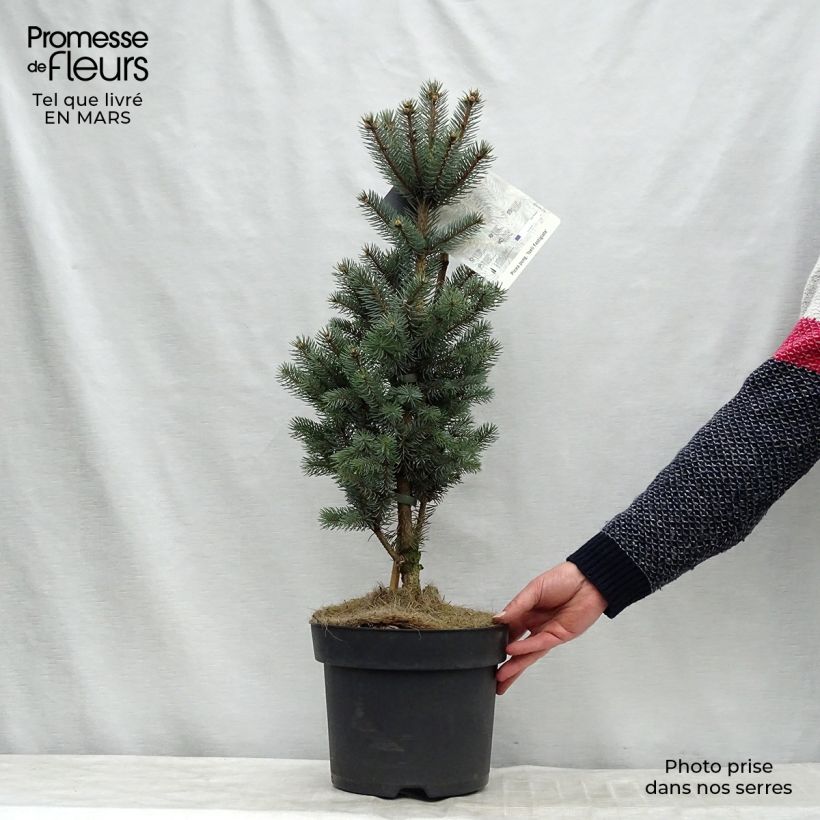 Exemplar von Epicea bleu - Picea pungens Iseli Fastigiate                   Pot de 7,5L/10L wie im Winter geliefert