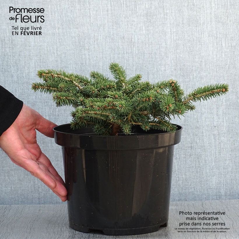 Exemplar von Epicea bleu - Picea pungens Sonia                              Pot de 4L/5L wie im Winter geliefert