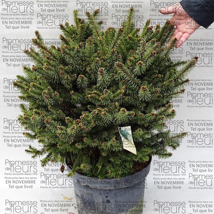 Beispiel eines Exemplars von Epicea commun - Picea abies Hana Subutus          Pot de 7,5L/10L wie geliefert