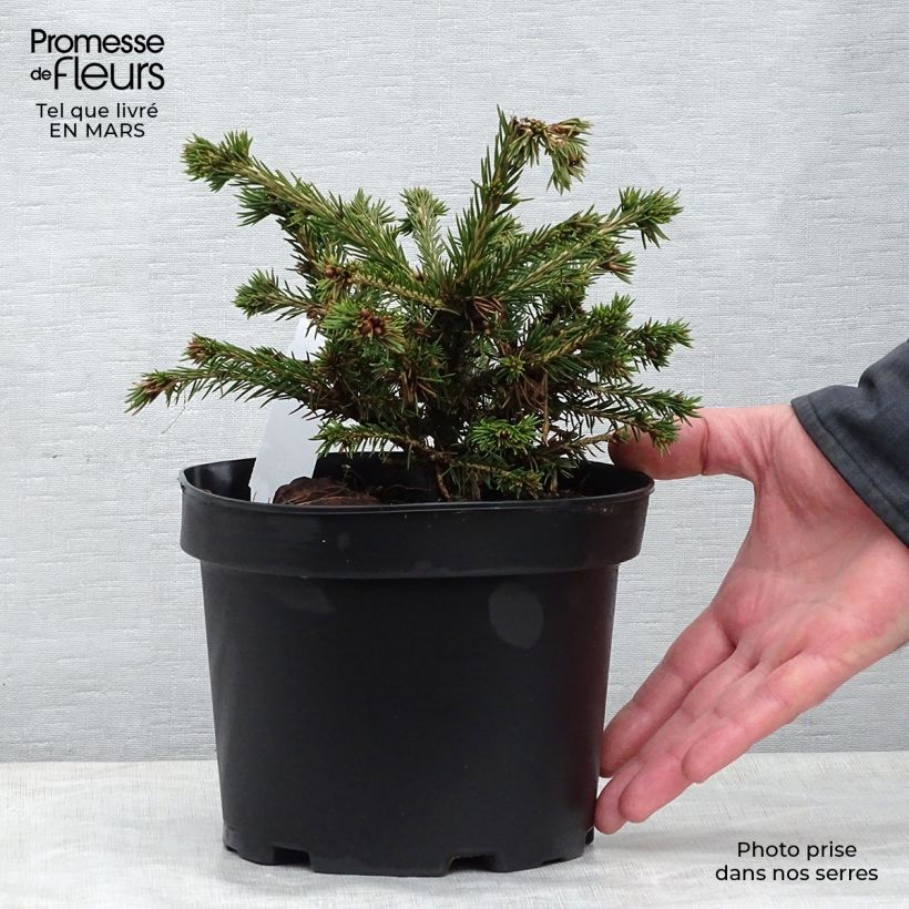 Exemplar von Picea abies Maxwellii Topf mit 2L/3LGelieferte Höhe ca. 15/20cm wie im Frühjahr geliefert