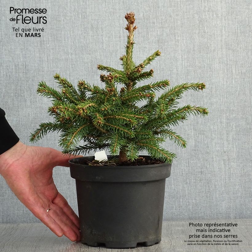 Exemplar von Epicea commun - Picea abies Maxwellii Pot de 2L/3L wie im Winter geliefert