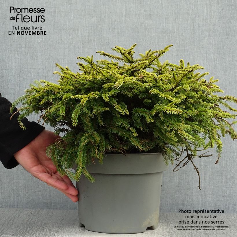 Exemplar von Epicea commun - Picea abies Nidiformis en pot de 2/3L             wie im Herbst geliefert