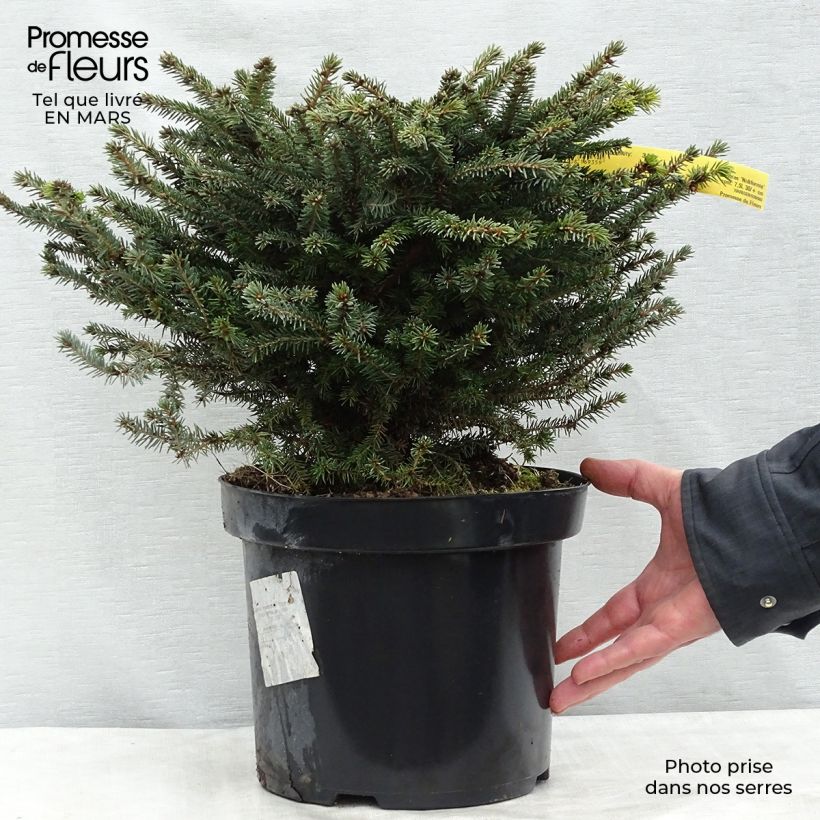 Exemplar von Epicea commun - Picea abies Nidiformis en pot de 7,5L/10L wie im Winter geliefert