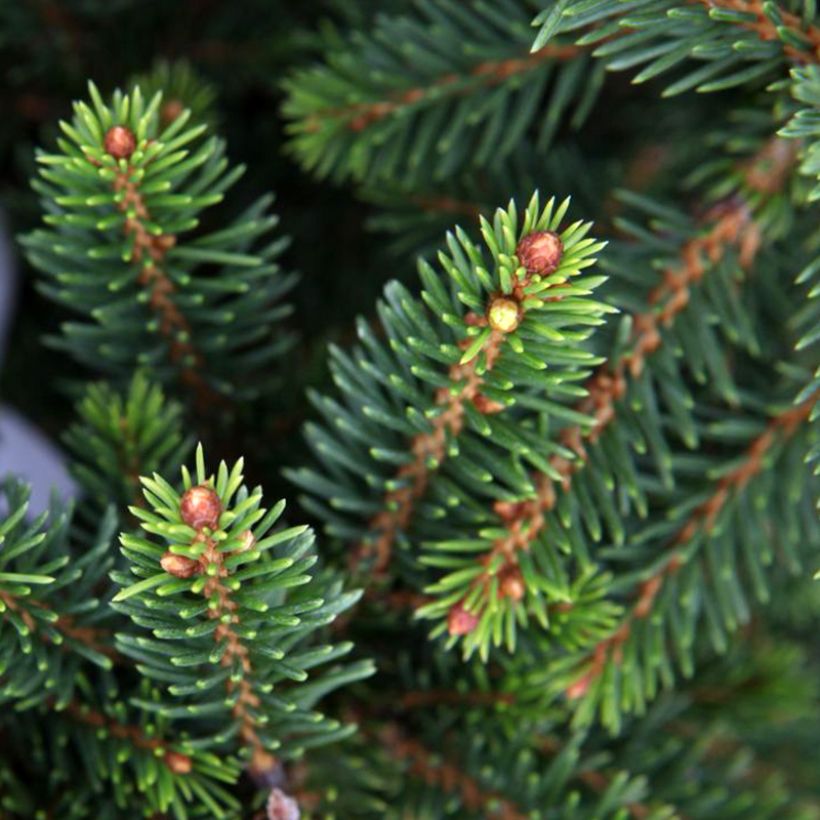 Picea abies Will's Zwerg (Laub)