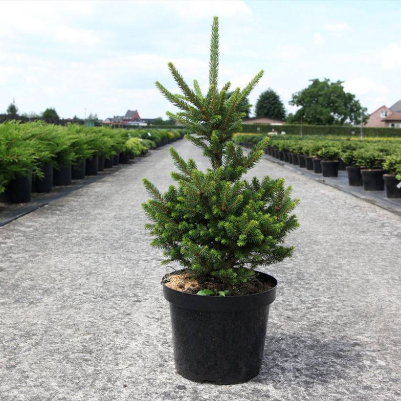 Picea abies Will's Zwerg (Hafen)