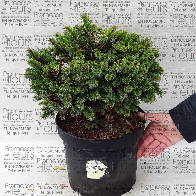 Beispiel eines Exemplars von Epicea de Sitka - Picea sitchensis Rom                              Pot de 7,5L/10L wie geliefert