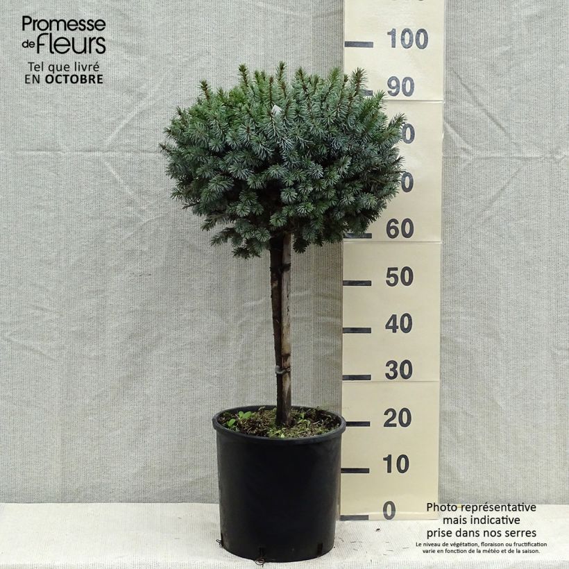 Exemplar von Épicéa de Sitka - Picea sitchensis Silberzwerg Pot de 12L/15L wie im Herbst geliefert