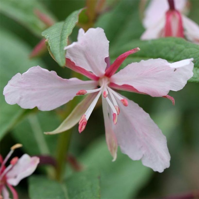 Epilobium angustifolium Stahl Rose - Schmalblättriges Weidenröschen (Blüte)