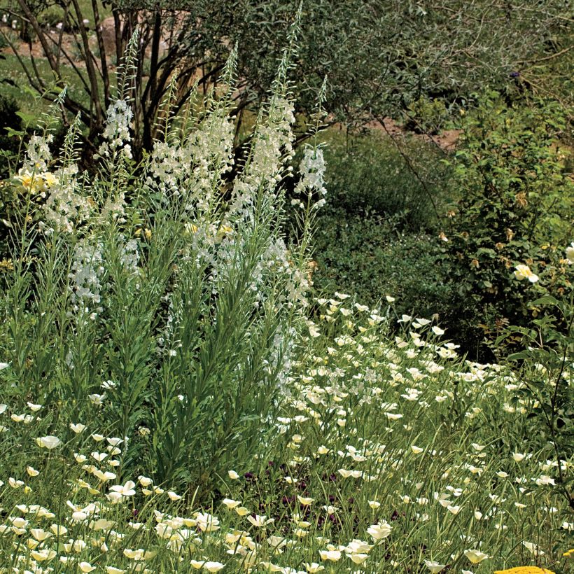 Epilobium angustifolium Album - Schmalblättriges Weidenröschen (Hafen)