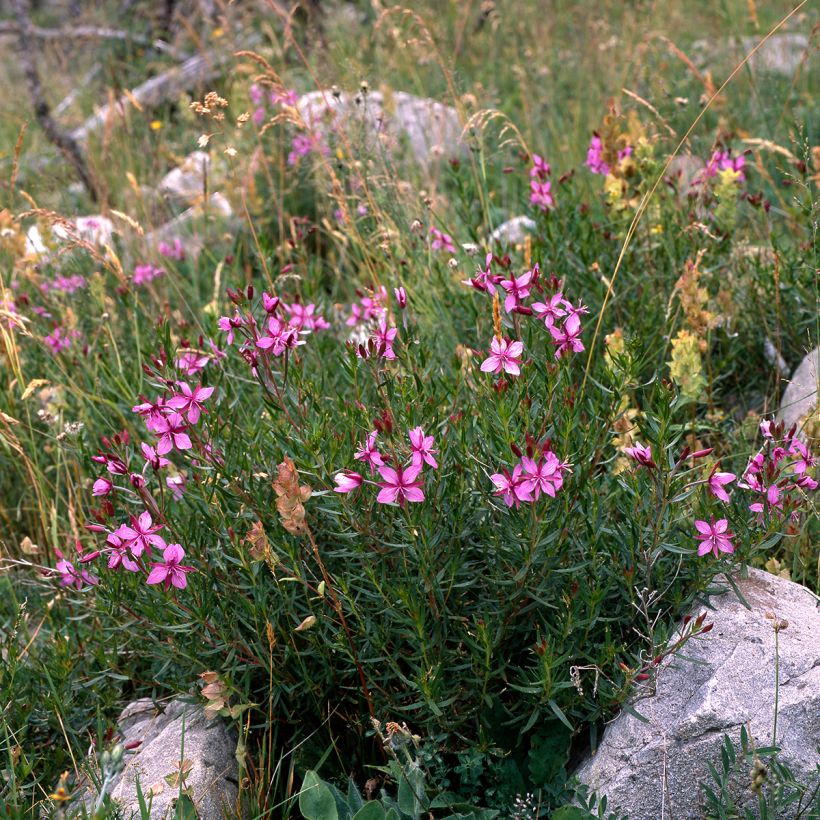 Epilobium fleischeri - Kies-Weidenröschen (Hafen)