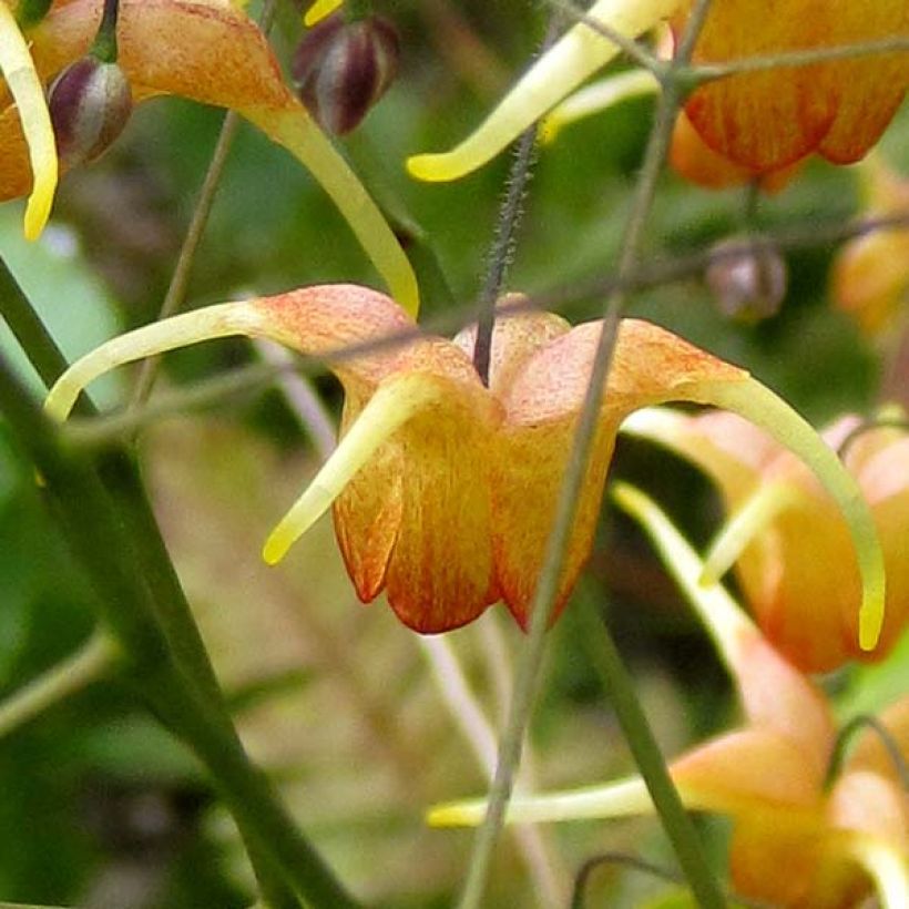 Epimedium Amber Queen - Elfenblume (Blüte)