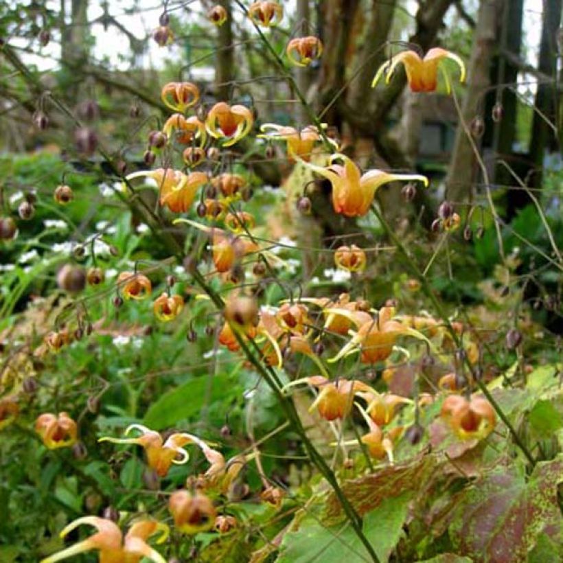 Epimedium Amber Queen - Elfenblume (Hafen)